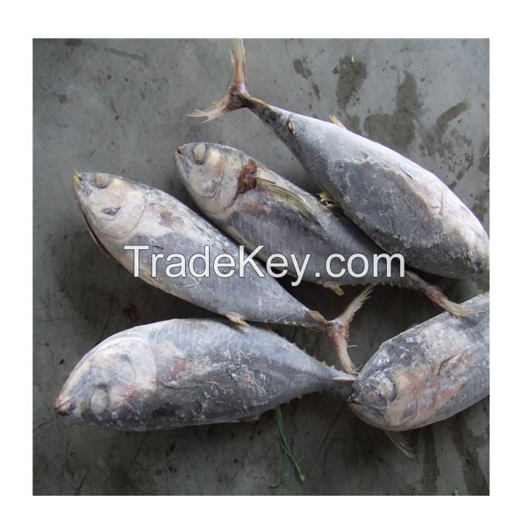 Hot sale Fish Frozen yellowfin tuna, Frozen yellowfin Tuna whole Round