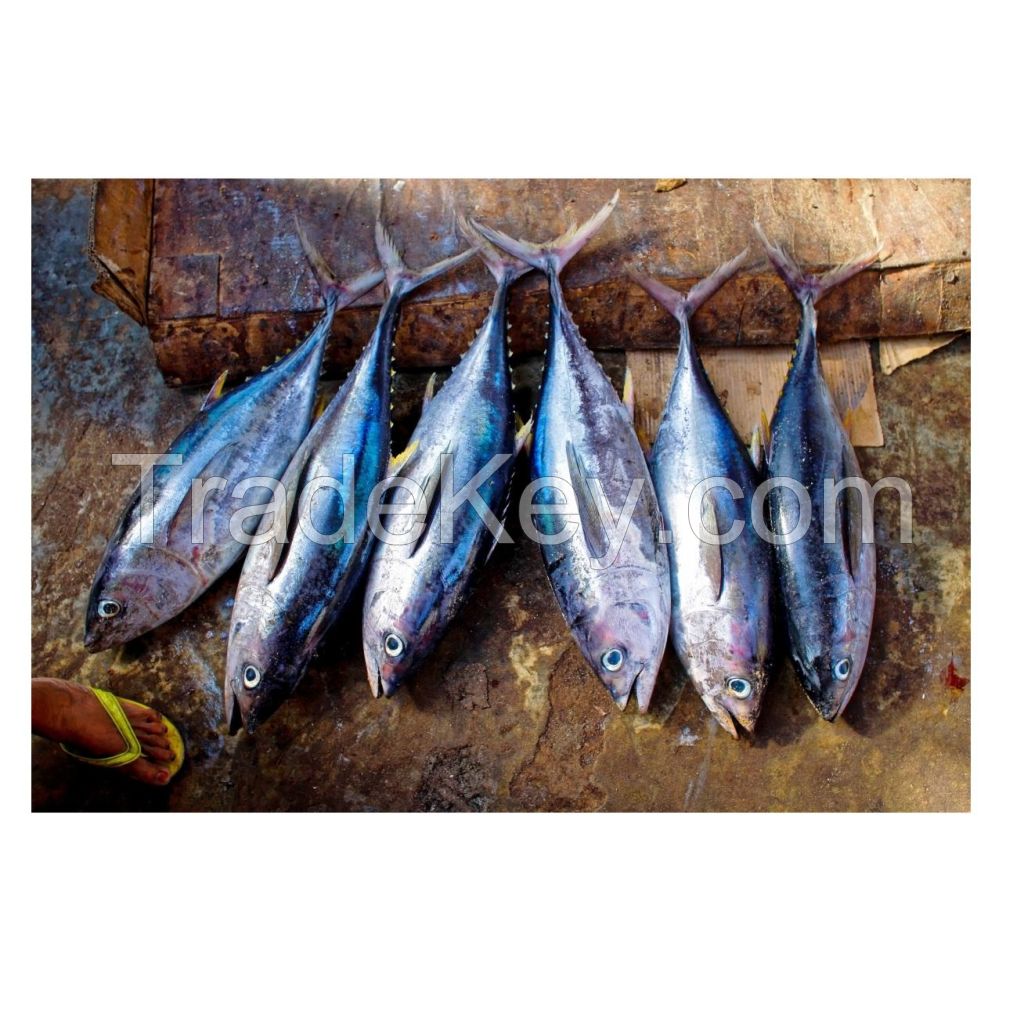 Hot sale Fish Frozen yellowfin tuna, Frozen yellowfin Tuna whole Round