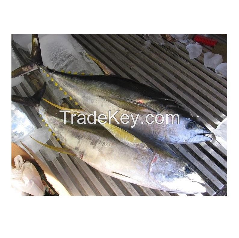 Vietnam Best Frozen Tuna Loins The Yellowfin Tuna Packaging All Sizes High Quality From Viet Nam Supplier