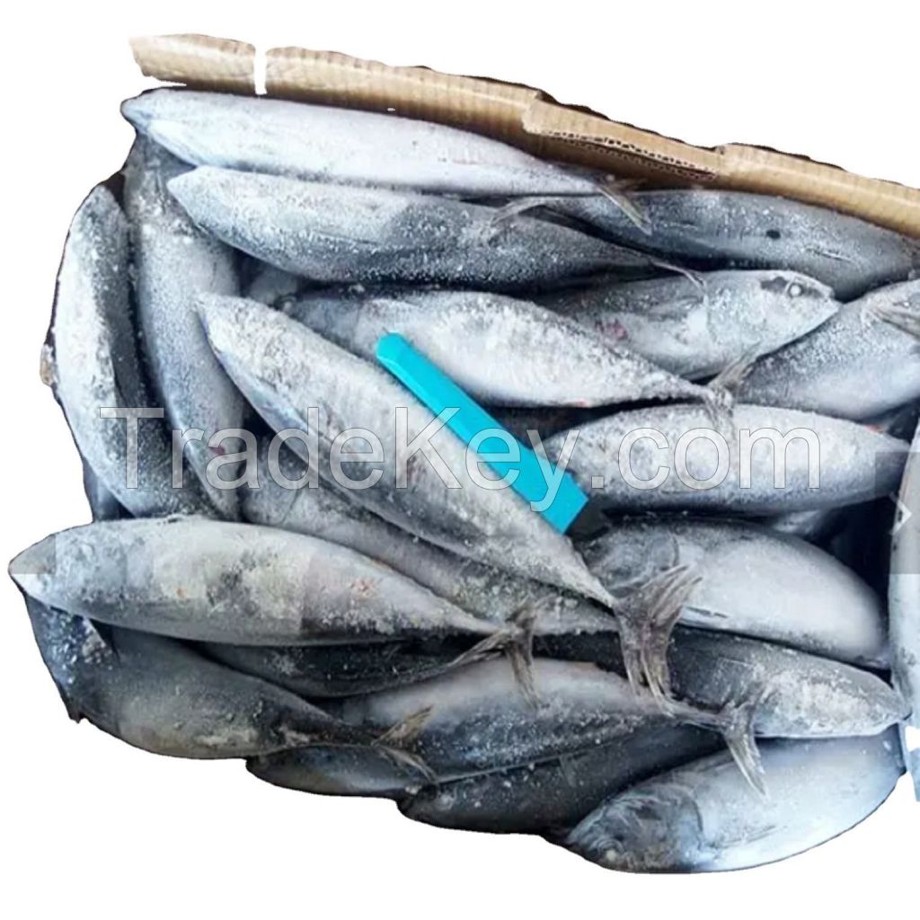 whole round frozen bonito fish with prices  box style packing packaging food no salt frozen bonito fish for sale