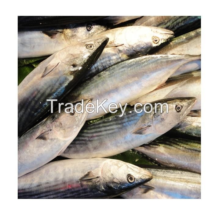 Factory price Whole Fresh Frozen Yellow Fin Tuna Fish Raw Materials 3.4-10kg PC IQF Fresh yellowfin tuna bonito tuna