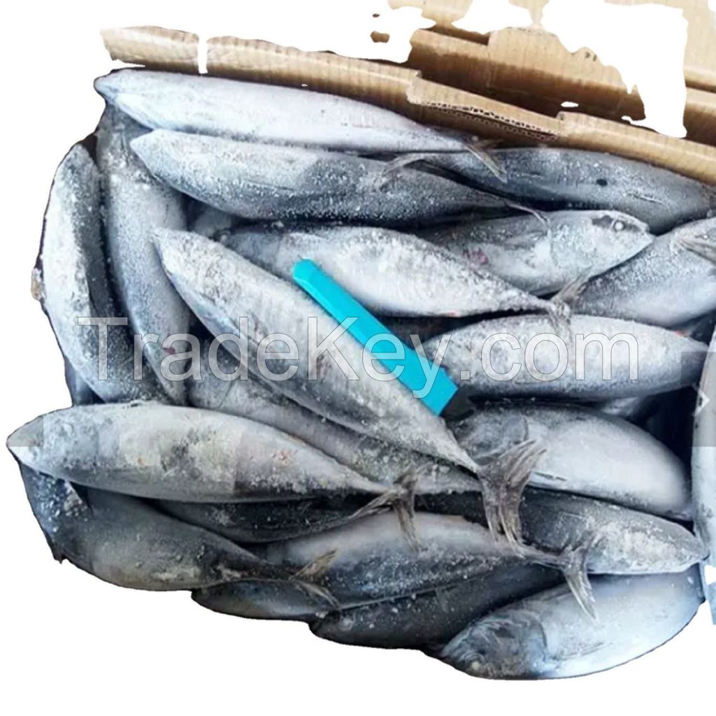 whole round frozen bonito fish with prices  box style packing packaging food no salt frozen bonito fish for sale