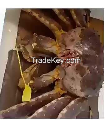 wholesale frozen king crab hot sale best quality frozen cut swimming crab spanner crab king wholesale purse offer butterfly blue