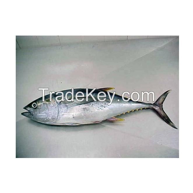 Factory price Whole Fresh Frozen Yellow Fin Tuna Fish Raw Materials 3.4-10kg PC IQF Fresh yellowfin tuna bonito tuna