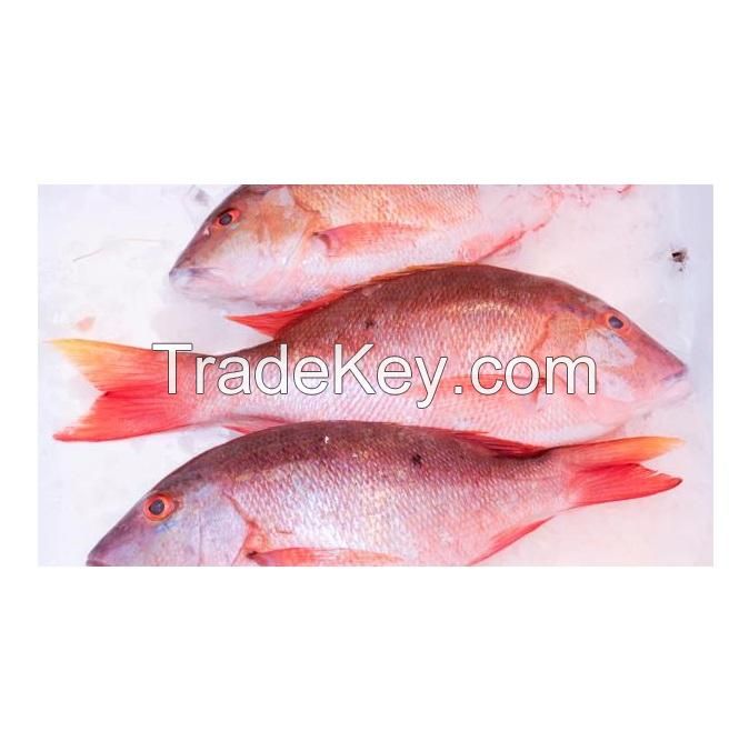Experience competitive price variety products IQF seafood companies SFF Frozen Wild Caught Red Snapper Sea Fish