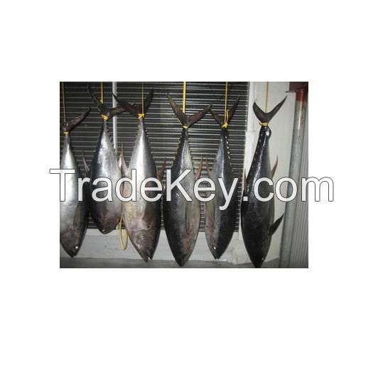 Hot sale Fish Frozen yellowfin tuna, Frozen yellowfin Tuna whole Round