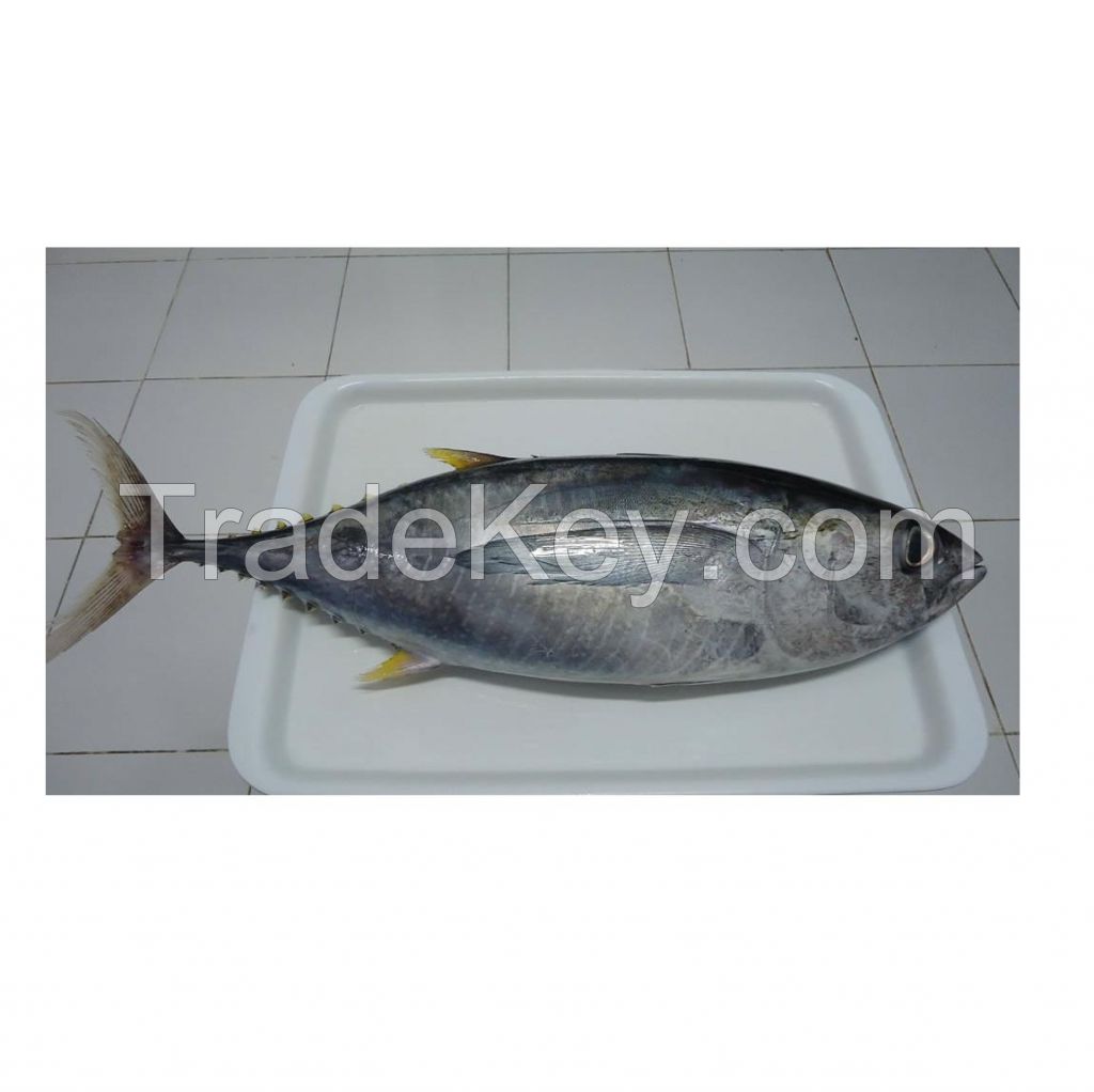 Hot sale Fish Frozen yellowfin tuna, Frozen yellowfin Tuna whole Round