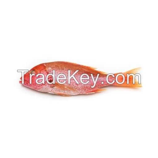 Experience competitive price variety products IQF seafood companies SFF Frozen Wild Caught Red Snapper Sea Fish