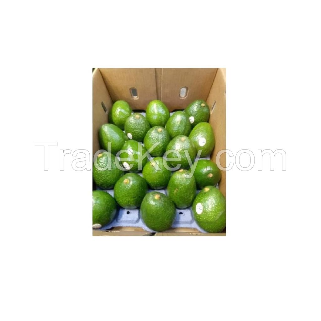 HASS green premium tropical style fresh avocado green 5kg carton 25 tons 15days 4 cm shining green fresh avocados