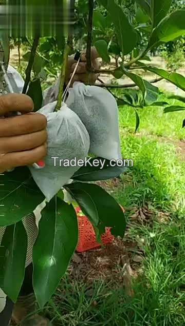 fresh avocado hass & fuerte avocadoes fruit packing in boxes  from South Africa avocado fresh fruit