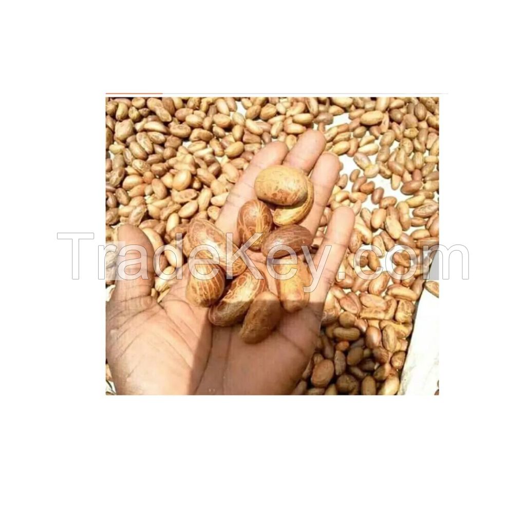 Wholesale custom private label Green food grade 50kg bags 25tons 15days raw bitter kola nuts Garcinia kola