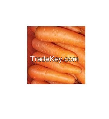 fresh Carrots carrot 10kg carton packing sharp color package weight bulk supplies fresh carrot for sale