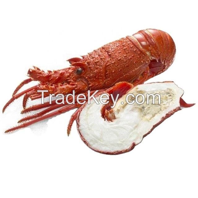 Frozen Fresh Live Green Lobster - Alive Bamboo Lobster