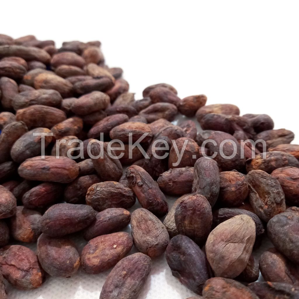 Organic Cocoa Beans - Premium Quality Wholesale Dried Cocoa Beans