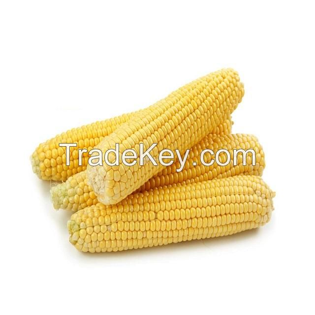 Premium Quality Yellow Wheat Hay Straw Bales For Wholesale Price
