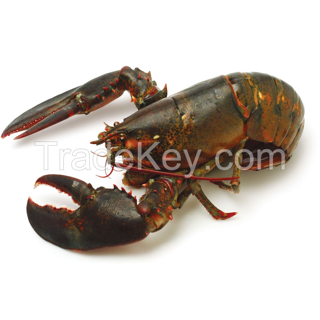 Frozen Fresh Live Green Lobster - Alive Bamboo Lobster