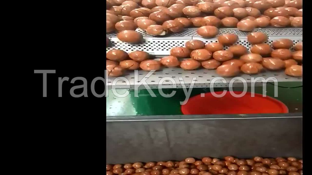 Garcinia Kola Premium White Light Packaging Origin Type Grade rigin type product place model nuts  kola nut cola nuts