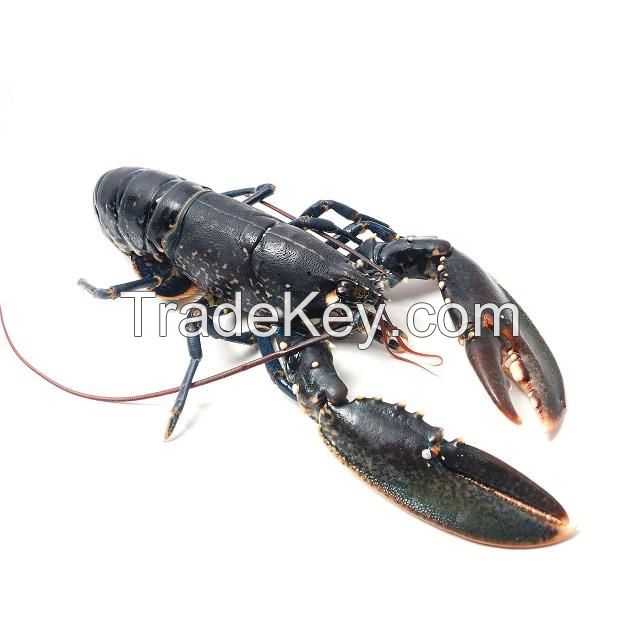 Frozen Fresh Live Green Lobster - Alive Bamboo Lobster