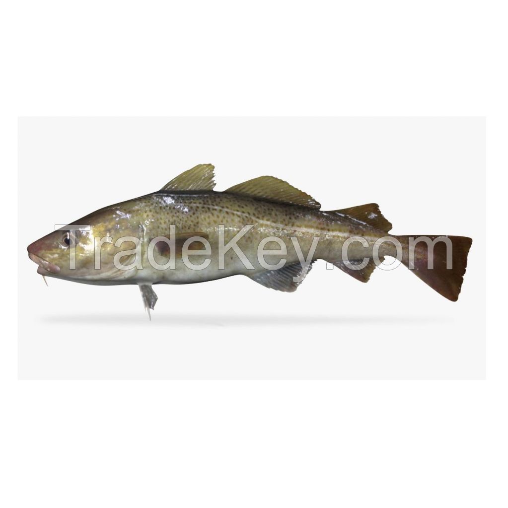 Pure Quality Fresh Atlantic cod Fish / Fillets France Supplier Bulk Online Sale