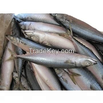 blue spot spanish mackerels bulk suppliers best frozen pacific mackerel fish packing in boxes for sale