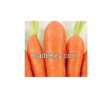 fresh carrots frozen carrot red max green style storage food color weight fat material origin vacuum