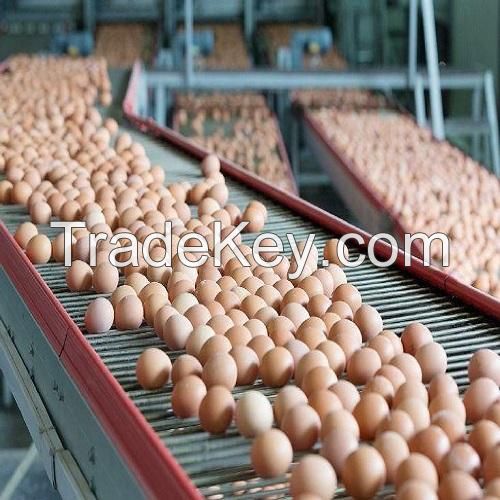 Wholesale Fresh White Brown Table Eggs /Fresh Chicken Table Eggs &amp; Fertilized Hatch