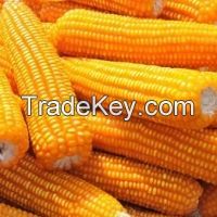 Dried Corn