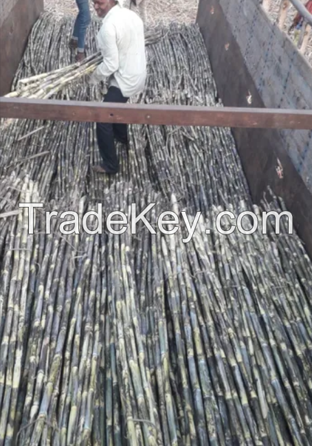 Premium Quality Fresh Sugarcane Exporter