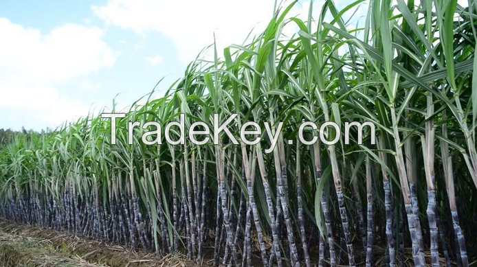 Premium Quality Fresh Sugarcane Exporter