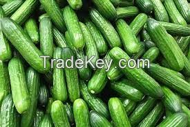 Fresh Cucumber