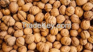 Walnut In Shell Bulk Nuts Wholesale Walnuts Unwashed