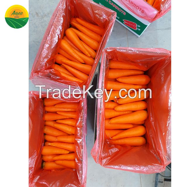 High quality fresh carrot from Vietnam