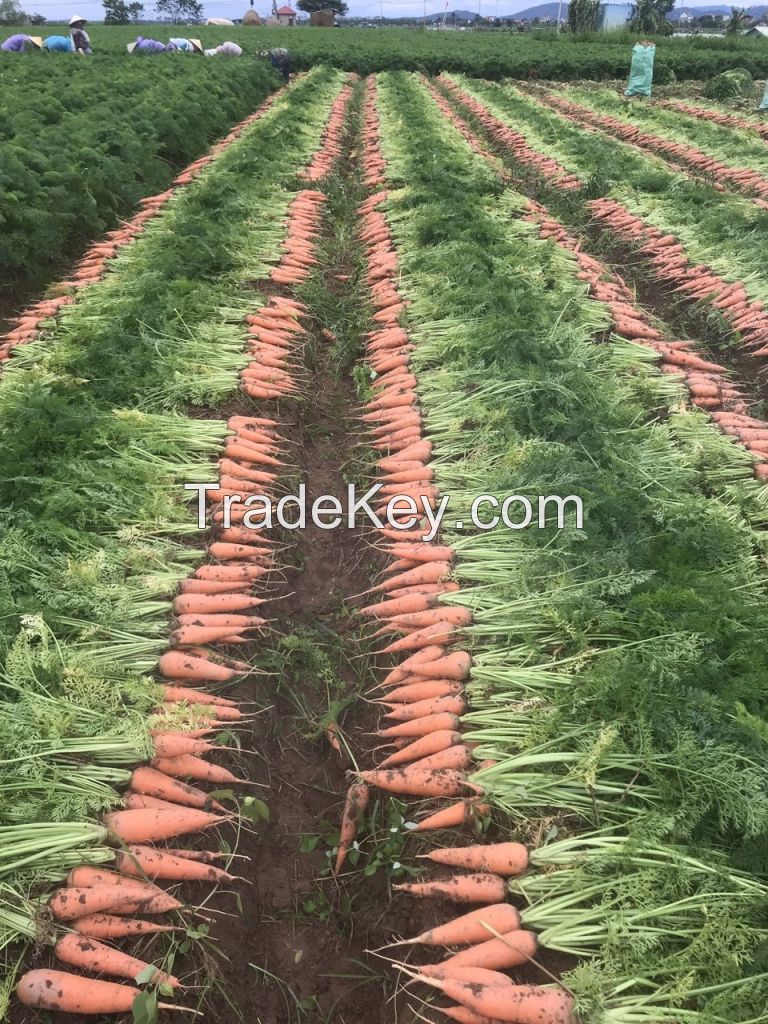 High quality fresh carrot from Vietnam