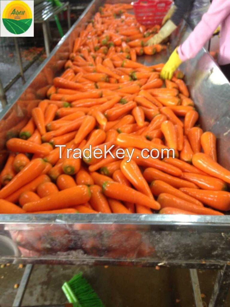 High quality fresh carrot from Vietnam