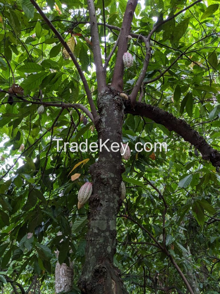 Cocoa Beans Sambirano Madagascar