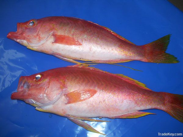 Red Snapper (Lutjanus Purpureus)