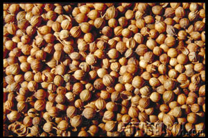 Coriander Seed