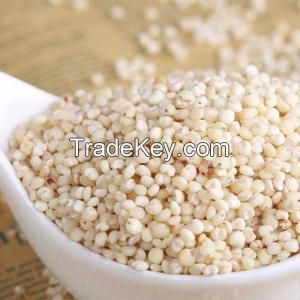 Best Quality White Sorghum Bulk Red Sorghum