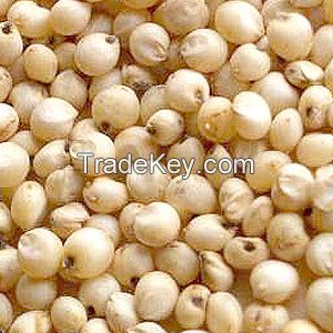 white sorghum