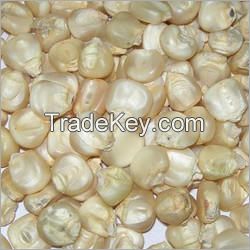 White Maize