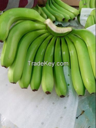 cavendish bananas