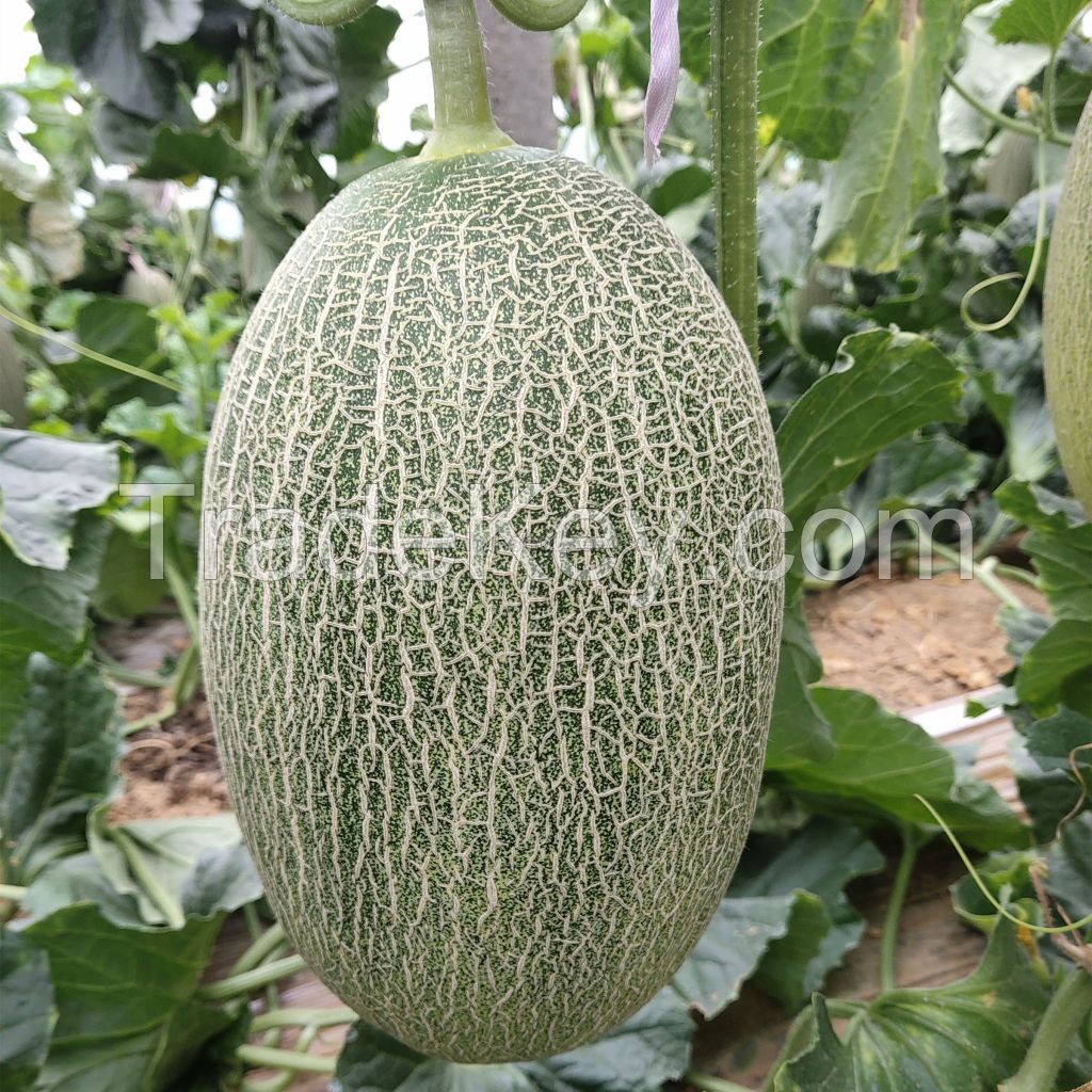 M1125 Cyan Crispy Hybrid Hami Melon Variety