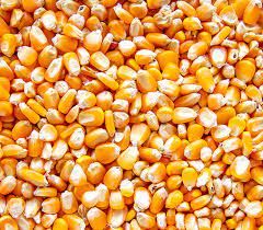 Yellow and White Corn