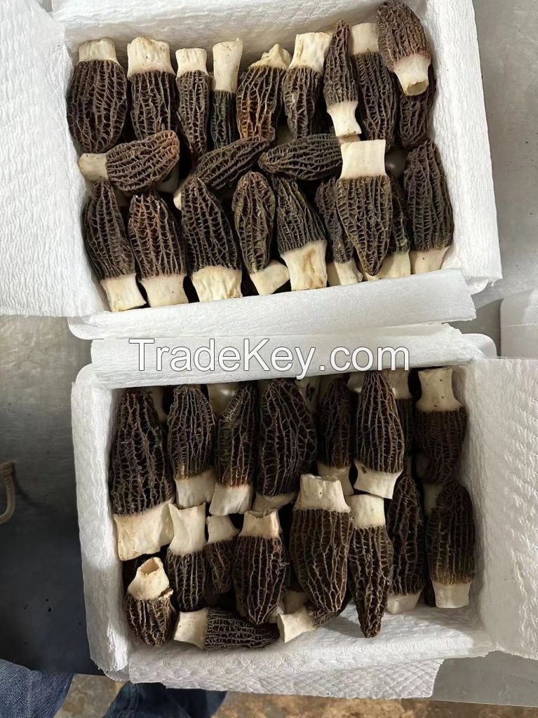 morel mushrooms 