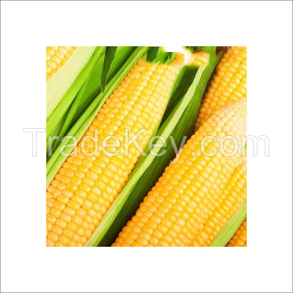 Yellow Corn for Sale in Cheap price 