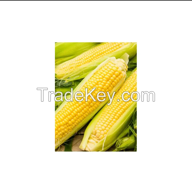 Yellow Corn for Sale in Cheap price