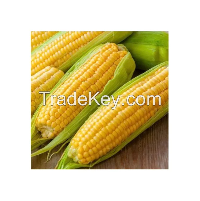 Yellow Corn for Sale in Cheap price 