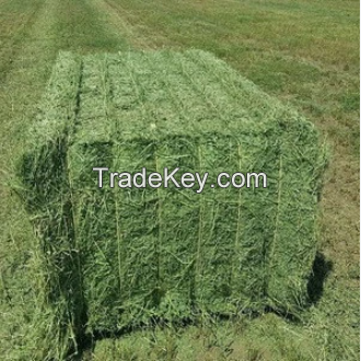 High Protein Alfalfa Hay Bales