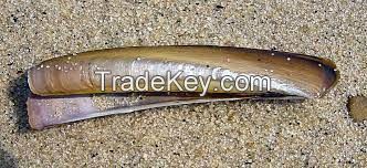 Razor Shell Clam