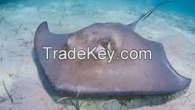 Stingrays Fish